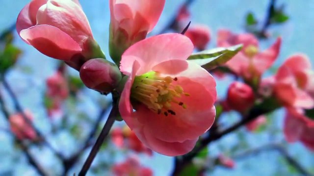 Ahmad Zahir - Bahar aamad - Majlisi احمد ظاهر - بهار آمد - محفلی