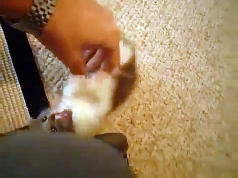 Кошачьи приколы очень смешной котенок Смотри! 034