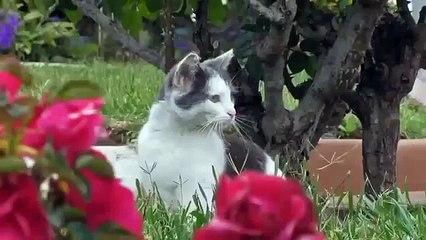 Cat's fun and funny Jokes Funny Cats! Hold and see!