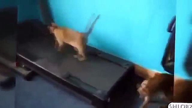 Кошачьи приколы Смешные кошки Подборка топовых приколов Жми и смотри! 085