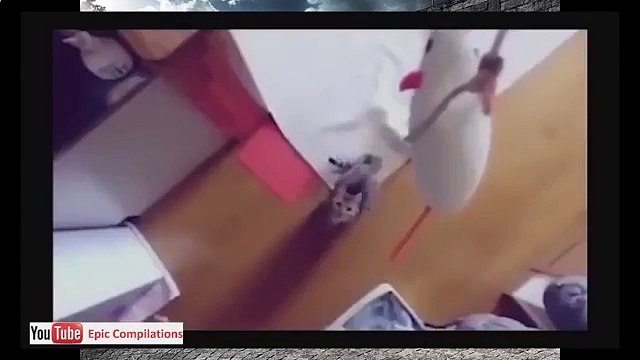 Cat effrayant fun chat pas bête! Tenez et vous verrez!