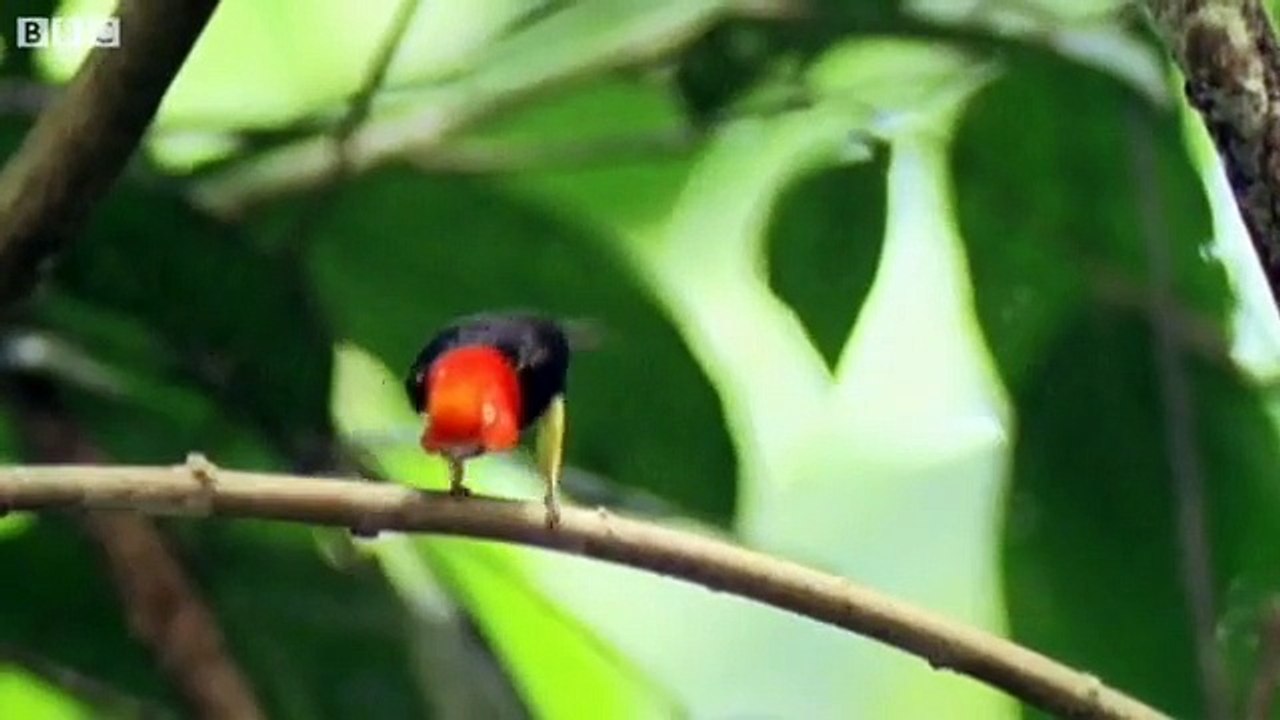 Funny Animals Talking For Sport Relief