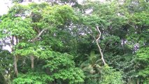 SPIDER MONKEYS TORTUGUERO NATIONAL PARK COSTA RICA