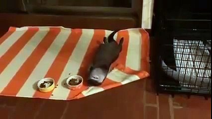 А мне и так удобно!