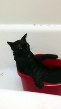 Кот принимает ванну!