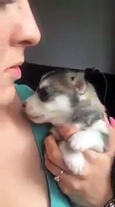 CUTE PUPPY