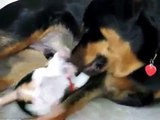 Beagle Puppy Attacks Rottweiler