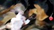 Beagle Puppy Attacks Rottweiler