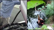 Animal Rescues- Piglet Saved From Drowning, Snake Stuck in Car