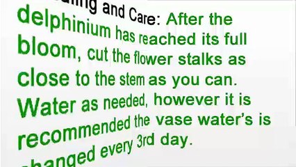 What You Should Know About Delphinium - Florist in Manhattan NY