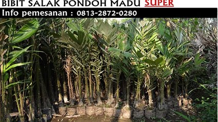 bibit salak pondoh banjarnegara, jual bibit salak pondoh, SMS "0813.2872.0280"