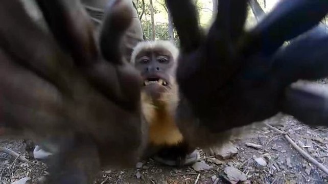 Angry Monkey Goes Straight for the Camera