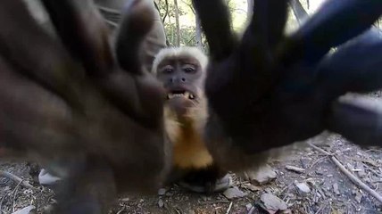 Angry Monkey Goes Straight for the Camera