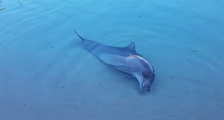 Dolphin Struggles to Keep His Tongue to Himself