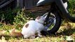Fat Cat Mat + Fat Cat Shiro | Funny Videos ♥Shironeko♥