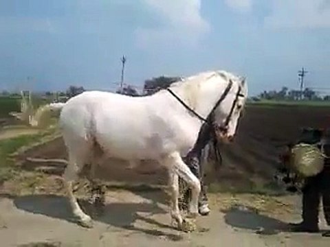 Horse Dancing On Punjabi Dhol Beat!!