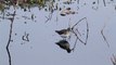 Solitary Sandpiper