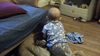 Chihuahua VS. Baby for a chair