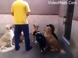 Amazing Dog Discipline - Never Seen Before