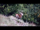 Brame du cerf dans les Pyrénées Orientales - Raires et souille d'un 10 cors