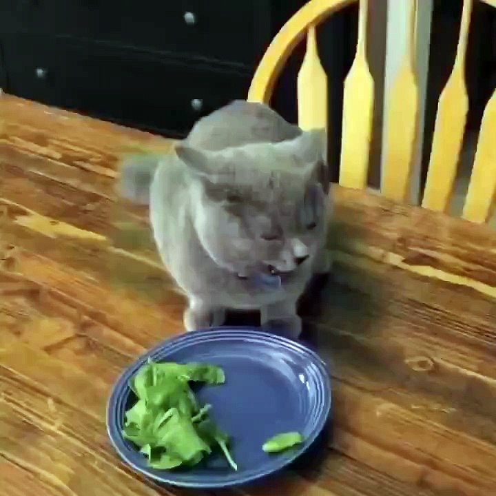 Кота застукали, потрясающая реакция))