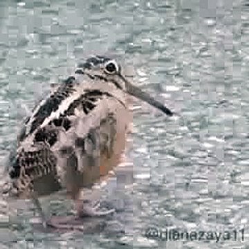 VID-20150921-WA0026.mp4