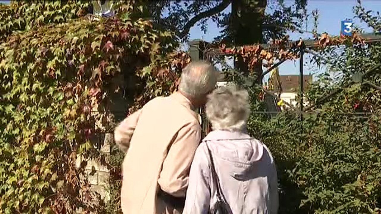 Yonne : un arbre vieux de 150 ans est sur le point d'être abattu