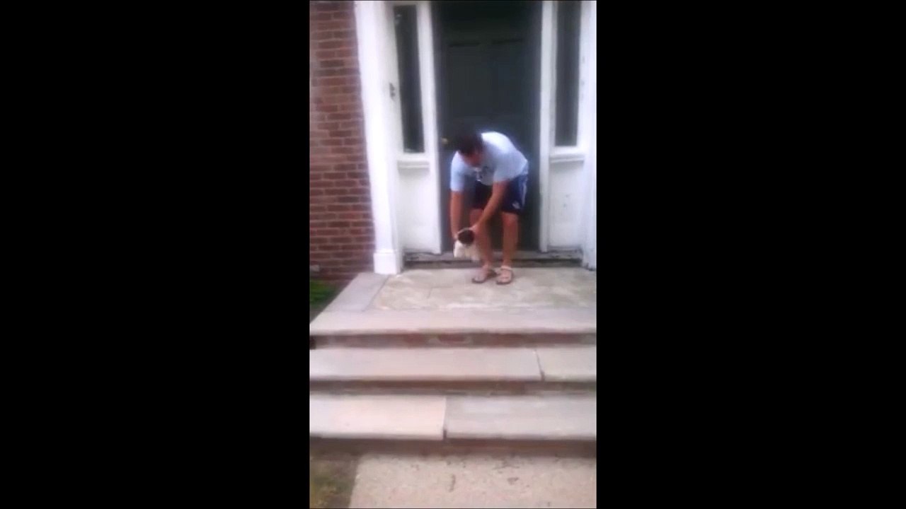 Ce chiot effrayé par les escaliers va trouver un moyen de les éviter...