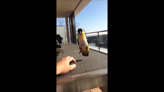 Ce perroquet est le meilleur danseur de claquettes du monde