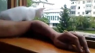 Cat Wants to save Owner Arm To Fell Down