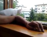 Cat Wants to save Owner Arm To Fell Down