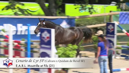 Championnat des Etalons SF 2 & 3 ans - Participants 2015 - Episode 3/6