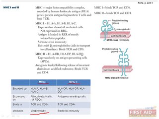 Immunology Lymphocytes