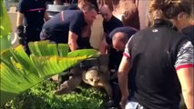 Massive flood in france - A tortoise rescued in Marineland