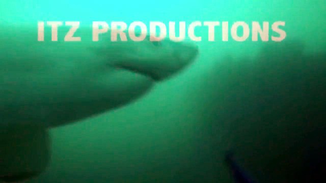 Un requin blanc chasse un plongeur... Flippant