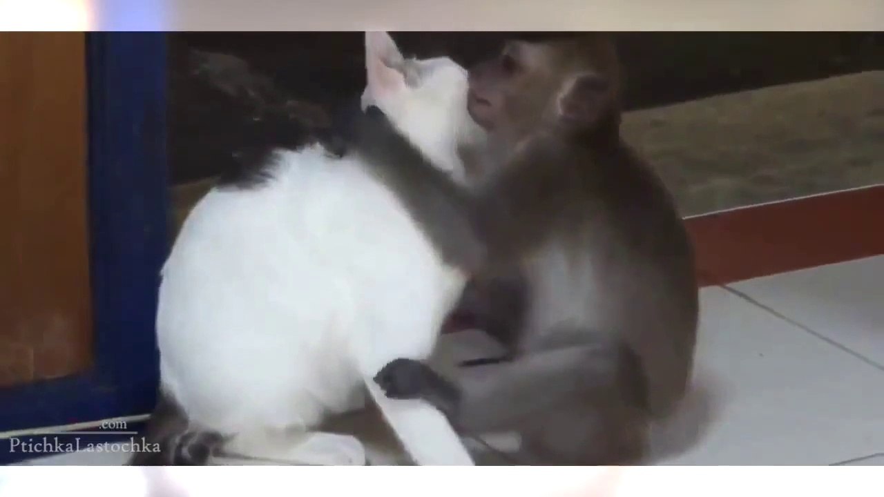 Funny animals