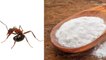 Natural solutions for common household bug problems