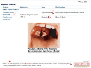 Microbiology Clinical Bacteriology Part 2