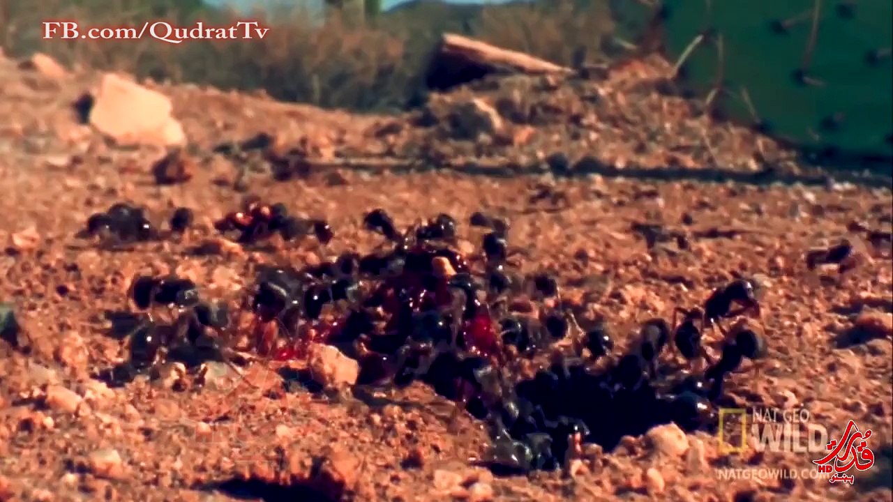 Animals Motion Compilation In Epic Slow  Full HD-