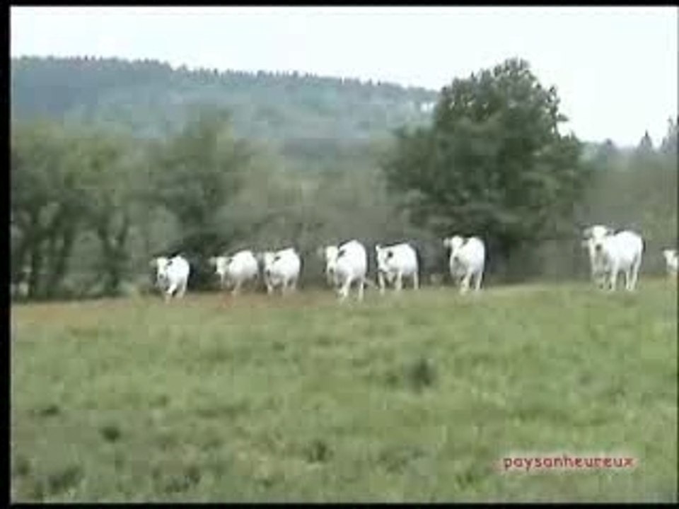 Le tour des vaches