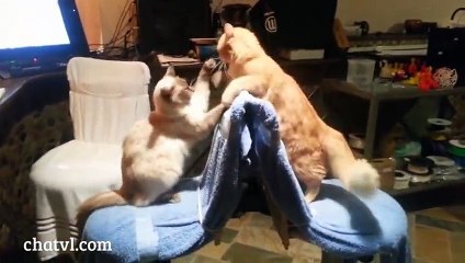 Funny animal compilation 2015 - Cats & Dogs Funny Cute