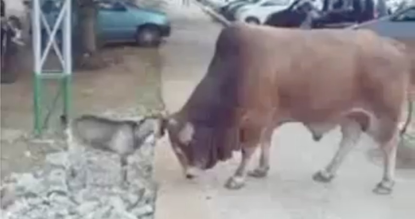 Une petite biquette défie un énorme boeuf et le chasse !