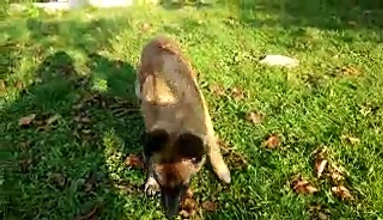Apprentissage obeissance Leyka malinois de 4 mois