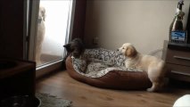 Golden Retriever puppy desperate to play with cat