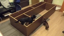 Overturned cabinet comically becomes playpen for pets