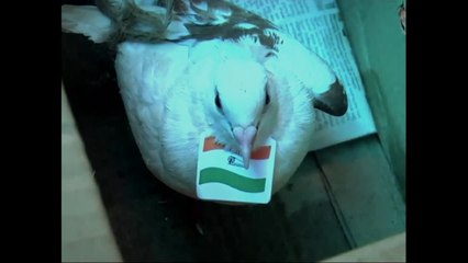 Indian Congressmen Launch Fireworks Stuffed with Live Pigeons