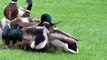 Mallard ducks mate. MALLARDS ATTACK A  MALLARD HEN