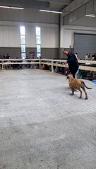 expo Légo Avignon 2