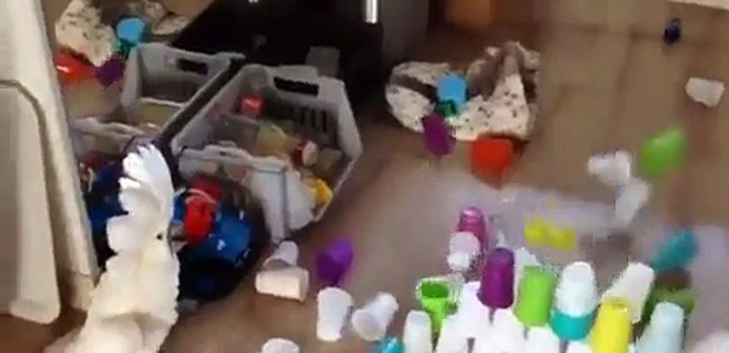 Un oiseau coquin