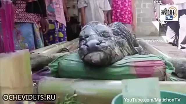 То ли буйвол, то ли крокодил